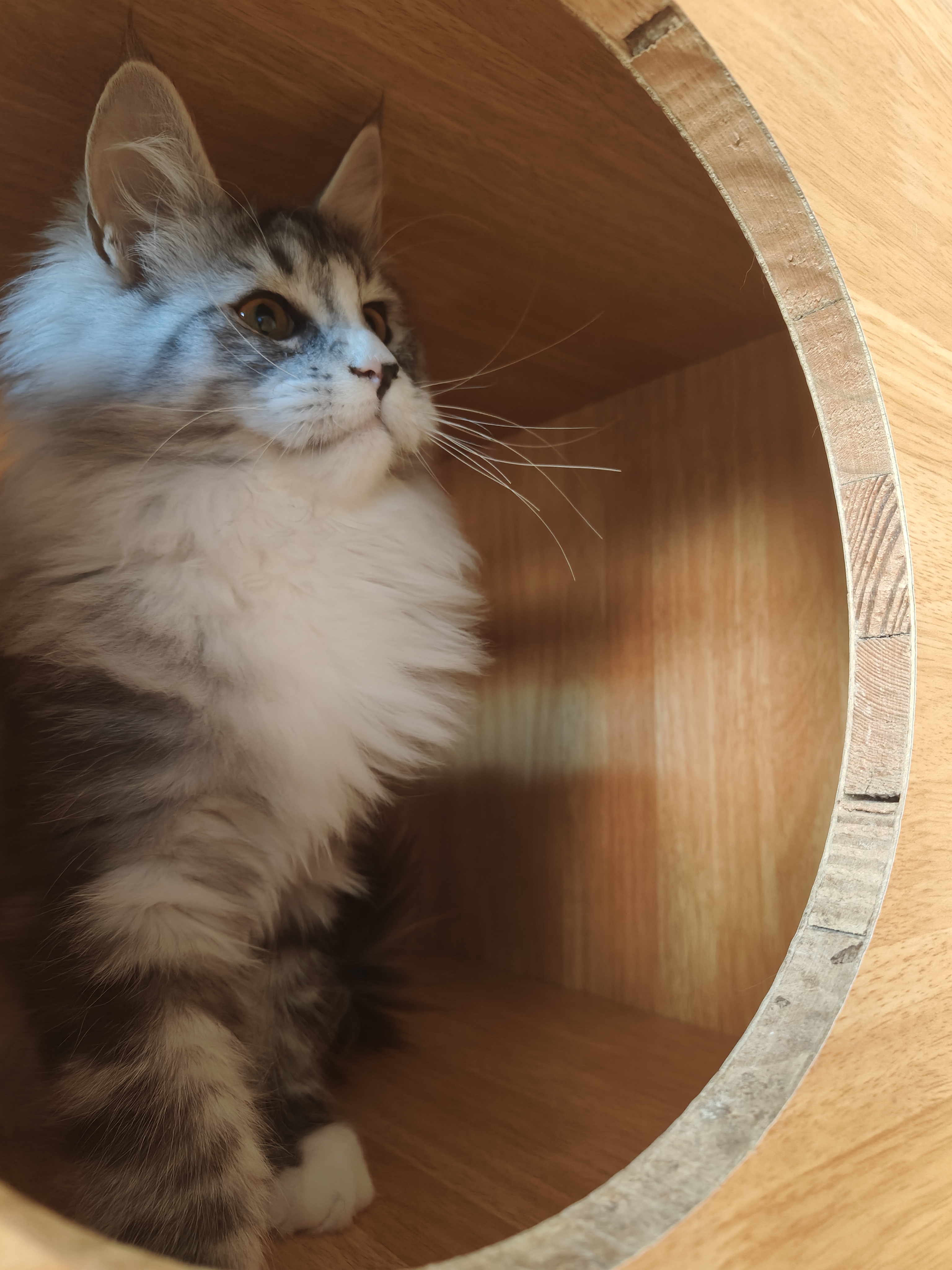 缅因猫银虎缅因猫妹妹无病无藓疫苗齐全包健康价格不贵大体型性格好